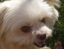 scruffa-face-close-up