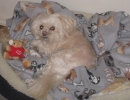 scruffa-blanky-bed