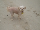 scruffa-wet-beach