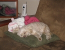 scruffa-sleep-green-cushion