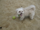 scruffa-beach-tennis-ball