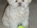 scruffa-tennis-ball