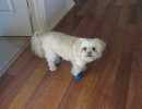scruffa-foot-bandage
