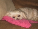 scruffa-pink-throw
