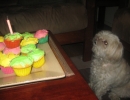 scruffa-birthday-cupcakes