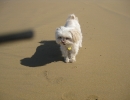 scruffa-beach-shadow
