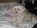 scruffa-bed-sitting
