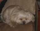 scruffa-sleeping-couch
