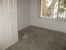 scruffa-new-carpet
