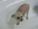 scruffa-wet-bath