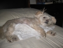 scruffa-bed-lying-white-towel