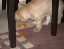 scruffa-carrots