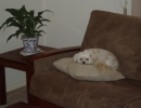 scruffa-cream-cushion-couch