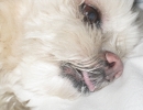 scruffa-face-close-up-lying