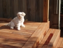scruffa-sitting-deck