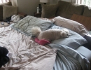 scruffa-lounge-bed