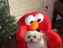 scruffa-elmo-chair