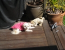 scruffa-pink-fleece-deck