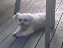 scruffa-chilling-deck