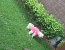 scruffa-grass-pink-fleece