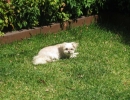 scruffa-sunbaking-grass