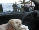scruffa-sleeping-car