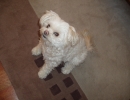 scruffa-carpet-sitting