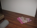 scruffa-floor-sheet