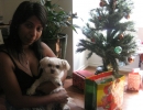 scruffa-sweenz-xmas-tree-2