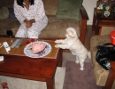 scruffa-heart-cake-begging-sweenz
