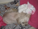 scruffa-bed-soft-toy