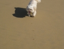 scruffles-beach-footprints