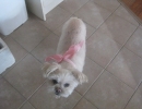 scruffa-pink-ribbon-collar