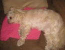 scruffa-pink-throw-side