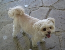 scruffa-tiles-standing