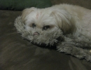 scruffa-towel-couch